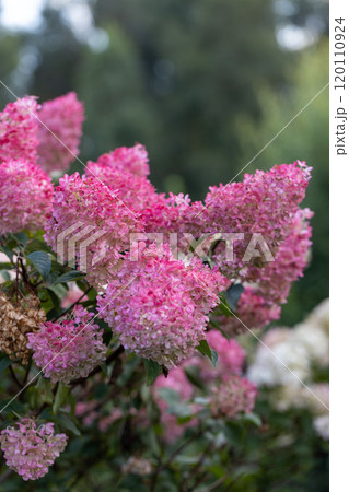 Hydrangea paniculata Vanille Fraise on a stem Hydrangea paniculata Vanille Fraise on a stem 120110924