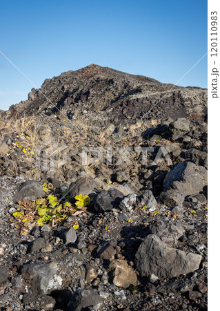 Detail of volcanic,, Grindavik, Iceland 120110983
