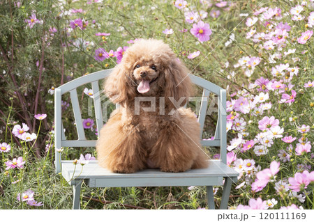 コスモスとベンチに座って笑うトイプードルのチロル 120111169