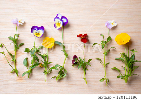 木の板の上のカラフルなパンジーの花の写真 120111196