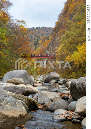北海道 札幌 定山渓 秋 紅葉 北海道 札幌 定山渓 秋 紅葉 120111425