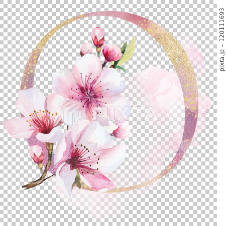 Watercolor and golden letter O with pink cherry flowers and buds, wedding sakura isolated element 120111693