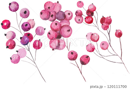 Watercolor red berries Autumn and winter Holidays isolated Illustration Watercolor red berries Autumn and winter Holidays isolated Illustration 120111700