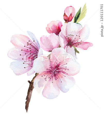 Sakura wedding watercolor twig with pink cherry flowers and leaves isolated illustration Sakura wedding watercolor twig with pink cherry flowers and leaves isolated illustration 120111701