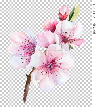 Sakura wedding watercolor twig with pink cherry flowers and leaves isolated illustration Sakura wedding watercolor twig with pink cherry flowers and leaves isolated illustration 120111701