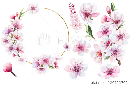 Frame and bouquet with watercolor pink cherry flowers, wedding sakura isolated illustration Frame and bouquet with watercolor pink cherry flowers, wedding sakura isolated illustration 120111702