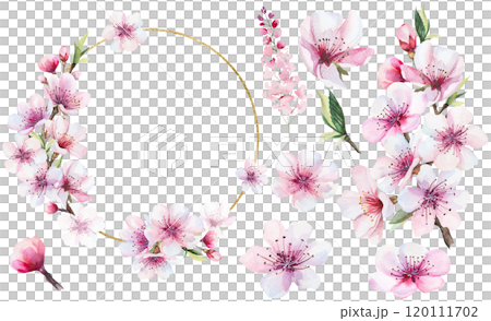 Frame and bouquet with watercolor pink cherry flowers, wedding sakura isolated illustration Frame and bouquet with watercolor pink cherry flowers, wedding sakura isolated illustration 120111702