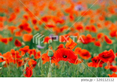 Many red poppies in the field 120112112