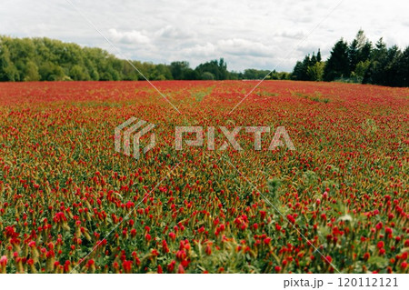 Field of red heads of blooming clover Field of red heads of blooming clover 120112121