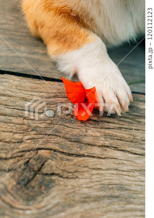 Corgi dog paw holding red poppy flower Corgi dog paw holding red poppy flower 120112123