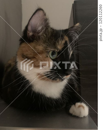 A curious cat rests on a wooden surface in a warmly lit living room during the day. A curious cat rests on a wooden surface in a warmly lit living room during the day. 120112260