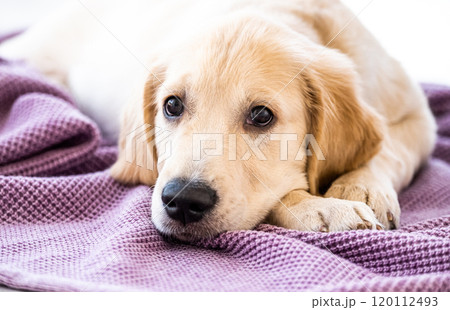 Nice muzzle of golden retriever 120112493