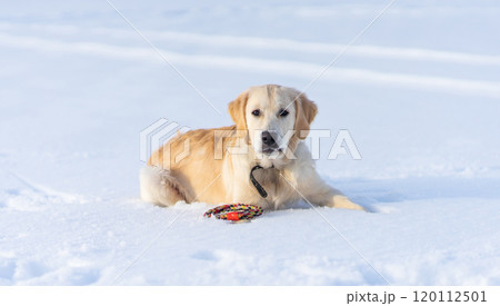 Lovely dog lying on snow 120112501