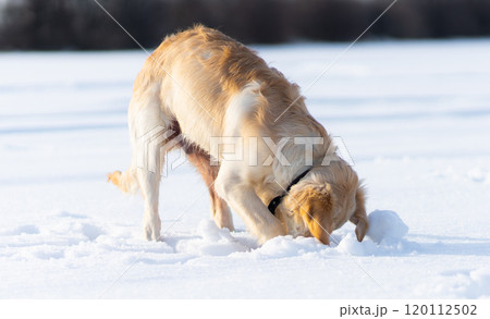 Dog digging under snow 120112502