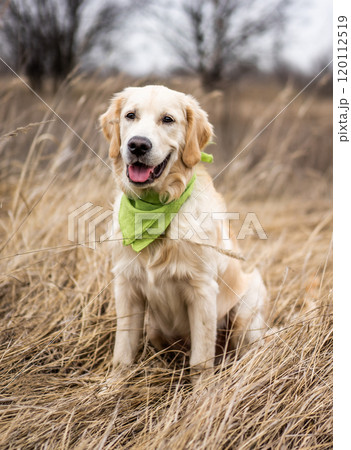 Lovely golden retriever 120112519