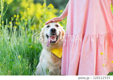 Happy golden retriever dog Happy golden retriever dog 120112555