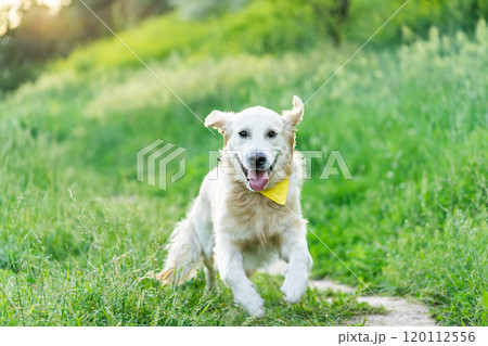 Golden retriever dog running on grass Golden retriever dog running on grass 120112556