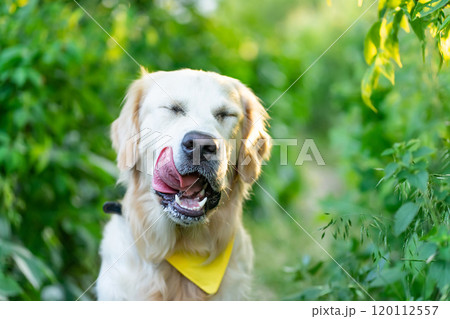 Golden retriever dog licking Golden retriever dog licking 120112557