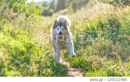 Funny dog running between summer grass 120112560