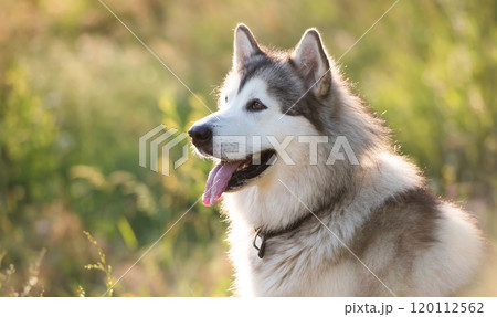 Summer husky portrait 120112562