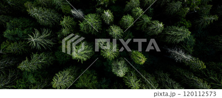 Green tops of pine wood 120112573