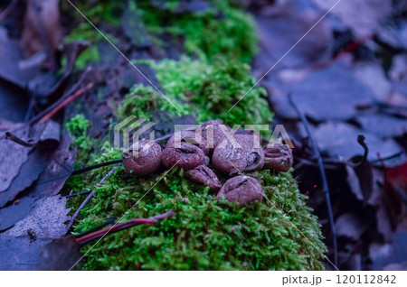 forest macro shot of moose and mushrooms in the autumn period November. High quality photo forest macro shot of moose and mushrooms in the autumn period November. High quality photo 120112842