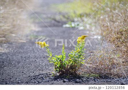 除草剤で枯らされた雑草の残骸を押し退けてアスファルト舗装された農道の真ん中に咲く鮮やかな黄色の花 120112856