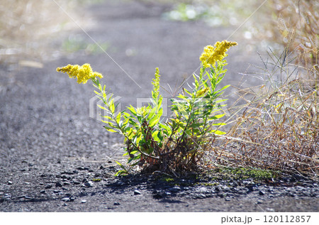 除草剤で枯らされた雑草の残骸を押し退けてアスファルト舗装された農道の真ん中に咲く鮮やかな黄色の花 120112857