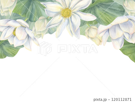 Watercolor blooming white lotus with yellow center horizontal border. Hand painting waterlily flowers with buds, leaves botanical illustration for wedding design, greeting card. Copy space for text Watercolor blooming white lotus with yellow center horizontal border. Hand painting waterlily flowers with buds, leaves botanical illustration for wedding design, greeting card. Copy space for text 120112871