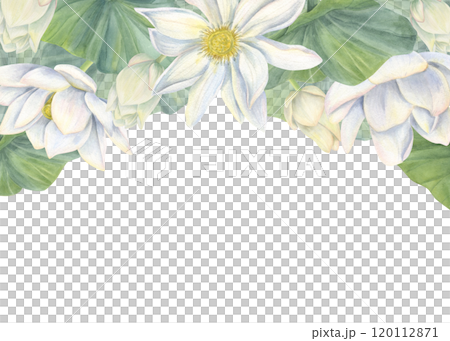 Watercolor blooming white lotus with yellow center horizontal border. Hand painting waterlily flowers with buds, leaves botanical illustration for wedding design, greeting card. Copy space for text Watercolor blooming white lotus with yellow center horizontal border. Hand painting waterlily flowers with buds, leaves botanical illustration for wedding design, greeting card. Copy space for text 120112871