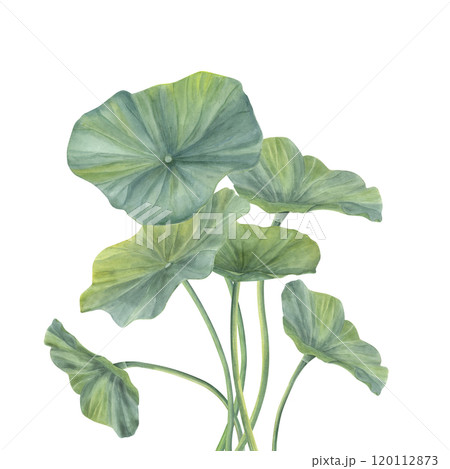 Watercolor lotus leaves with curving intertwining stems bouquet in realistic style. Hand drawn green water lily foliage illustration for wedding invitation, ayurveda products, spa center 120112873