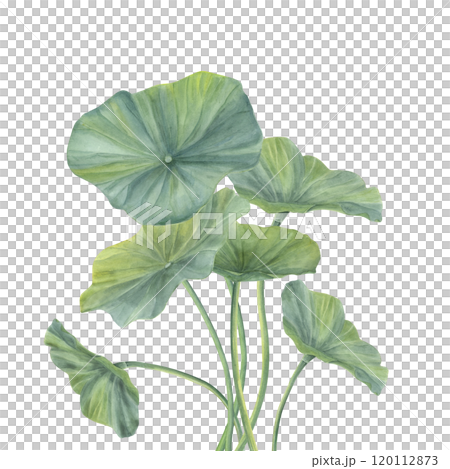 Watercolor lotus leaves with curving intertwining stems bouquet in realistic style. Hand drawn green water lily foliage illustration for wedding invitation, ayurveda products, spa center 120112873