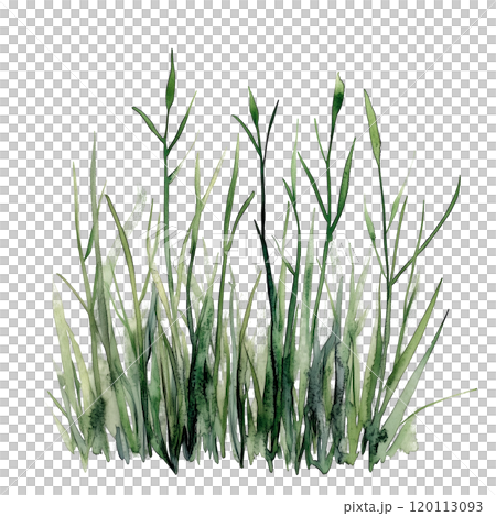 Watercolor illustration of grass blades on a transparent background. Perfect for natural design projects, eco-themed artwork, botanical illustrations, and minimalist nature-inspired compositions. 120113093
