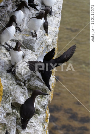 Razorbill (Alca torda) and Guillemot (Uria aalge) by a bird mountain on Stora Karlso, Gotland, southern Sweden. Razorbill (Alca torda) and Guillemot (Uria aalge) by a bird mountain on Stora Karlso, Gotland, southern Sweden. 120113573