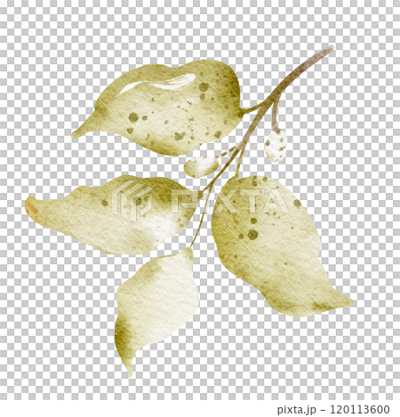 Watercolor hand drawn branch green leaf. Drawing of plant close up. Green peppermint leaf. Botanical decoration for tea packaging design and card, logo, label print. Illustration Single plant. 120113600