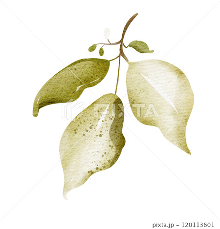 Watercolor hand drawn branch green leaf. Drawing of plant close up. Green peppermint leaf. Botanical decoration for tea packaging design and card, logo, label print. Illustration Single plant. 120113601