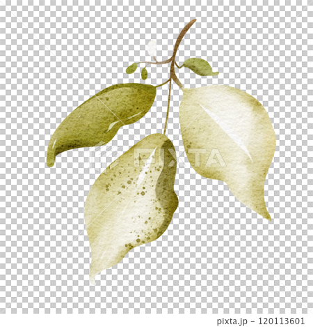 Watercolor hand drawn branch green leaf. Drawing of plant close up. Green peppermint leaf. Botanical decoration for tea packaging design and card, logo, label print. Illustration Single plant. 120113601