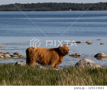 Highland cattle at the Baltic sea, on southern Gotland, Sweden. 120113681