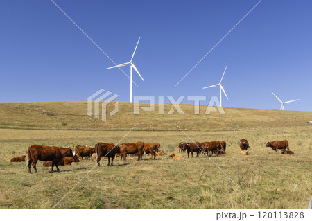 cows in the pasture and behind them are wind turbines 120113828