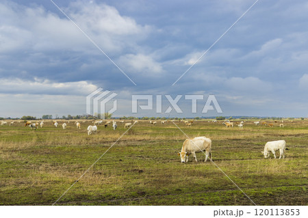 Cow in Hortobagy National Park, UNESCO World Heritage Site, Puszta is one of largest meadow and steppe ecosystems, Hungary Cow in Hortobagy National Park, UNESCO World Heritage Site, Puszta is one of largest meadow and steppe ecosystems, Hungary 120113853