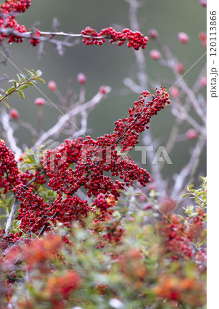 Cotoneaster Dammeri plant in autumn Cotoneaster Dammeri plant in autumn 120113866