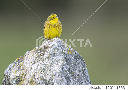 Yellowhammer (Emberiza citrinella) in Low Tatras National Park, Slovakia Yellowhammer (Emberiza citrinella) in Low Tatras National Park, Slovakia 120113888