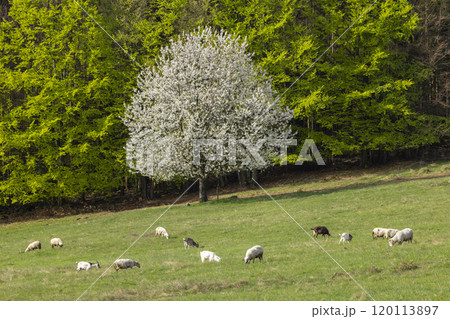 Sheep and goat herd in Polana mountains, Slovakia 120113897