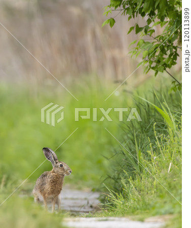 Field hare (Lepus europaeus) in Bird park Kosteliska near Dubnany, Southern Moravia, Czech Republic 120113899