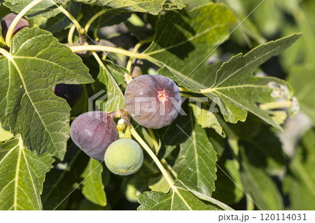 ripe figs on the tree 120114031