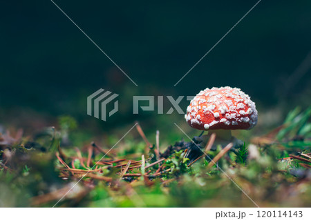 Young Amanita Muscaria, Known as the Fly Agaric or Fly Amanita 120114143