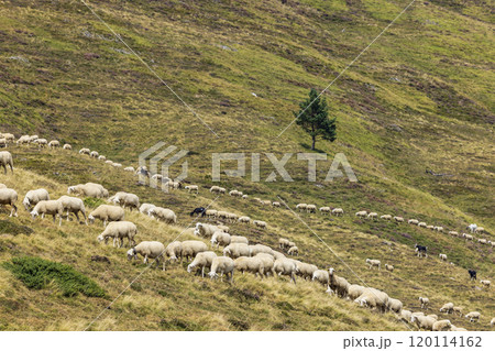 Sheep in typical  landscape near Portillo de Eraize and Col de la Pierre St Martin, Spanish French border in the Pyrenees, Spain 120114162
