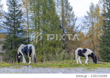 Landscape near Sella di Razzo and Sella di Rioda pass, Carnic Alps, Friuli-Venezia Giulia, Italy Landscape near Sella di Razzo and Sella di Rioda pass, Carnic Alps, Friuli-Venezia Giulia, Italy 120114269