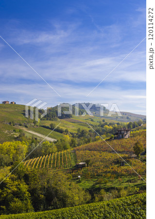 Typical vineyard near Barolo, Barolo wine region, province of Cuneo, region of Piedmont, Italy 120114272