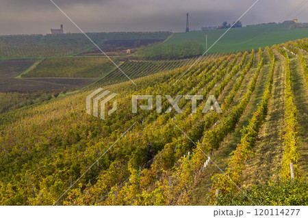 Typical vineyard near Cascina Montalbera and Montemagno Monferrato, Castagnole Monferrato, Piedmont, Italy 120114277